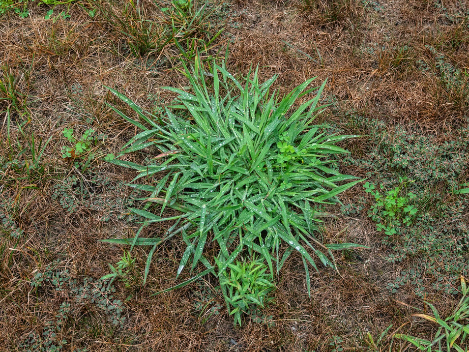 House front lawn with crab grass and clover weeds