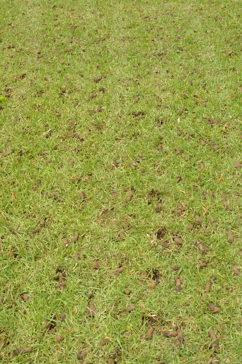 Core aeration of a warm-season lawn using ride-on core aerator