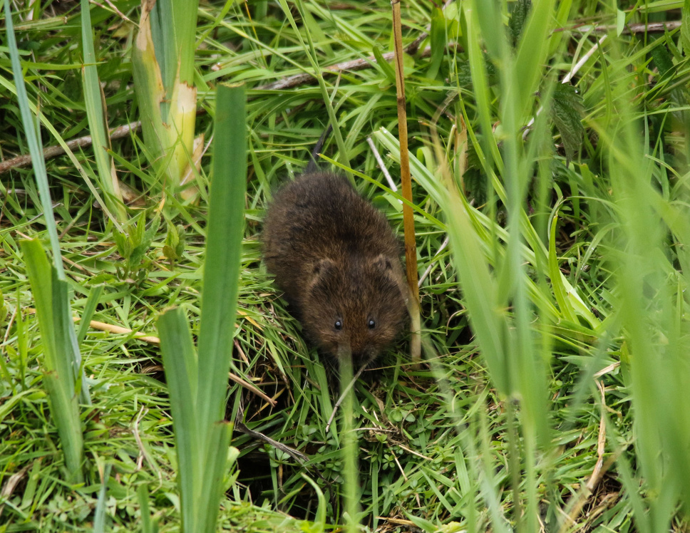 Water Vole